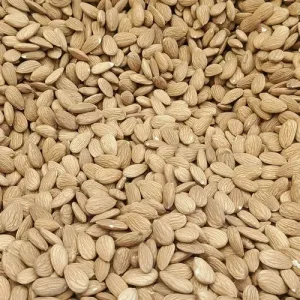 BADAM GIRI