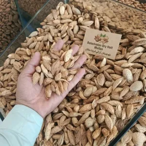 BADAM WITH SHELL