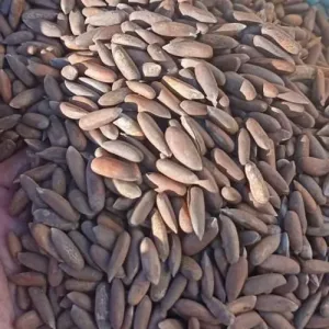 PINE NUTS B GRADE (CHILGOZA WAZIRISTAN)