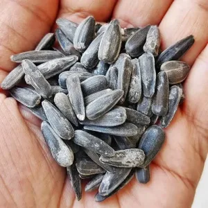 SUNFLOWER SEEDS (SURAJ MUKHI KE BEEJ)